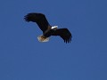 bald eagle in Fort Donelson National Battelfield