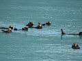 zee otters, Prince William Sound, Valdez