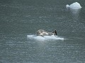 zeehonden op de ijsschotsen van Maeres gletsjer, P