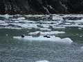 zeehonden op de ijsschotsen van Maeres gletsjer, P