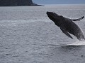 Humpback Whale (bultrug walvis) springt uit de zee