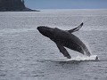 Humpback Whale (bultrug walvis) springt uit de zee