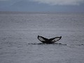 staart Humpback Whale (bultrug walvis), Prince Wil