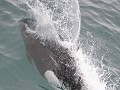 Dall's porpoise - dolfijnsoort, Prince William Sou