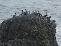 pelikanen aan de vuurtoren Yaquina Head