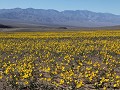 Death Valley, bloemenzee langs Badwater Road