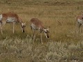 Custer State Park, Proghorn Antelopes