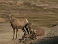 Badlands, slaapplaats, Bighorn Sheep