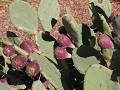St. Augustine - cactussen