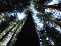 Redwoods - Avenue of the Giants