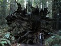 Redwoods - Avenue of the Giants, wortels van omgev