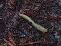 Redwoods - Avenue of the Giants, Banana slug, grot