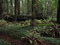 Redwoods - Avenue of the Giants