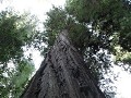 Redwoods - Avenue of the Giants