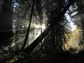 Redwoods - Newton Bay Drury Scenic Parkway , zonne