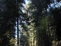 Redwoods - Newton Bay Drury Scenic Parkway