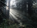 Redwoods - Newton Bay Drury Scenic Parkway