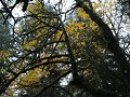 Redwoods - Walker road