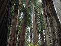 Redwoods - Stout Grove