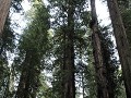 Redwoods - Stout Grove