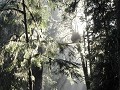Redwoods - Howland Hill Road, zonnestralen