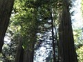 Redwoods - Howland Hill Road, juist gepast