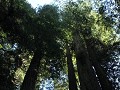 Redwoods - Howland Hill Road