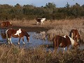 Chincoteague Island National Wildlife Refuge - wil