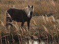 Chincoteague Island National Wildlife Refuge - wil