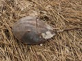 Chincoteague Island National Wildlife Refuge