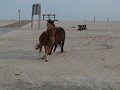Assateague Island National Seashore - wilde paarde