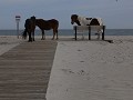 Assateague Island National Seashore - wilde paarde