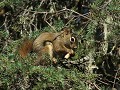 Talkeetna Lakes wandeling