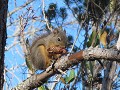 Van Damme State Park, eekhoorntje in Pygmy forest