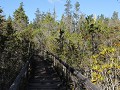 Van Damme State Park, plankenpad in Pygmy forest