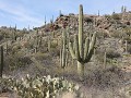 Tucson, Saguaro NP, RMD, Douglas Spring wandeling