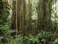 Oracle, Biosphere 2, het regenwoud
