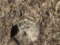 John Day Fossil Beds - Clarno unit, fossiel van bo