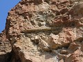 John Day Fossil Beds - Clarno unit, versteende bom