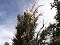 Great Basin NP, Bristlecone Pine Trail
