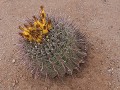 Coolidge, bloeiende cactus aan Casa Grande NM