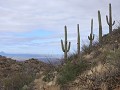 Tucson, Saguaro NP, wandeling King Canyon