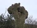 Tucson, misvormde Saguaro cactus aan Arizona Sonor