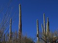 Saguaro NP - TMD