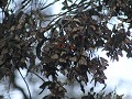 Pismo Beach - Monarch Butterfly kolonie