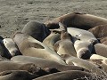 Elephant Seal - zeeolifanten kolonie op het strand