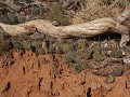 Arches NP - cactussen aan Broken Arch
