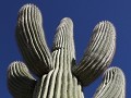 Saguaro NP - RMD - prachtige Saguaro