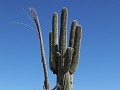 Saguaro NP - RMD - dode en levende Saguaro naast e