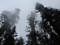 Kings Canyon NP - omgeving General Grant Tree in d